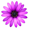 MacApp